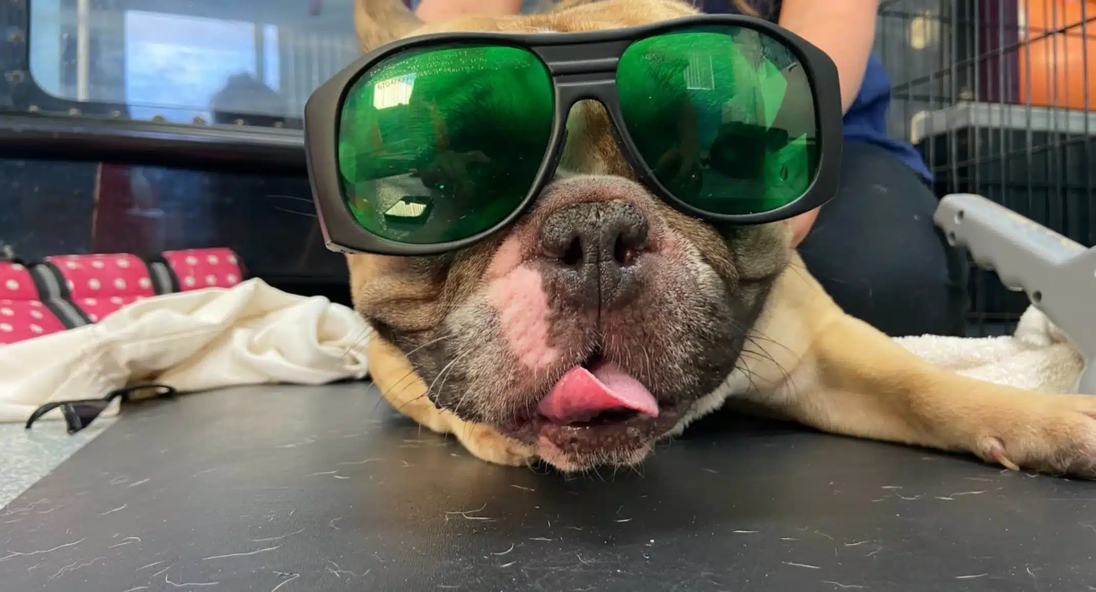 aacc-laser-googles Pug with the shades