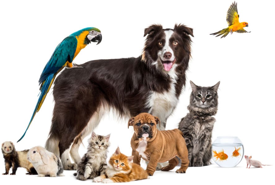 animals1